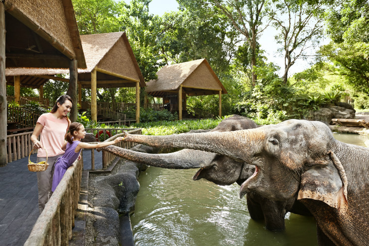 Singapore Zoo -  Elephant Feeding.jpg