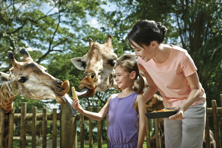 Singapore Zoo - Giraffe Feeding.jpg