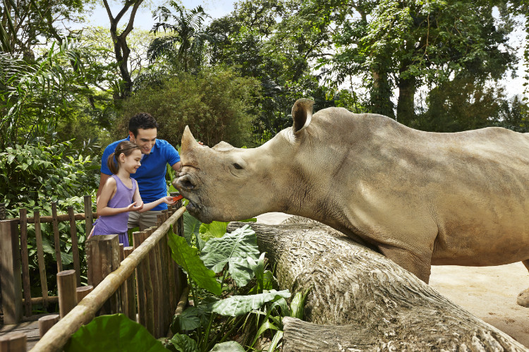 Singapore Zoo Rhino Feeding.jpg