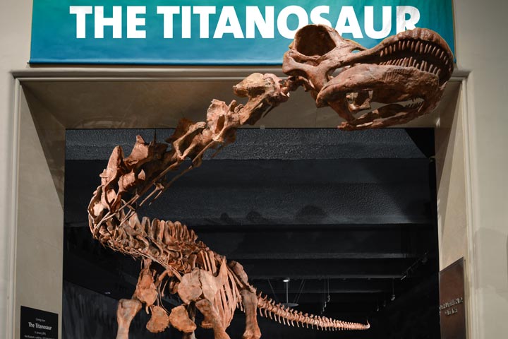 amnh-gallery-titanosaur.jpg